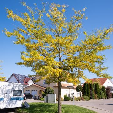 Gleditsia triacanthos Skyline - Acacia de tres espinas
