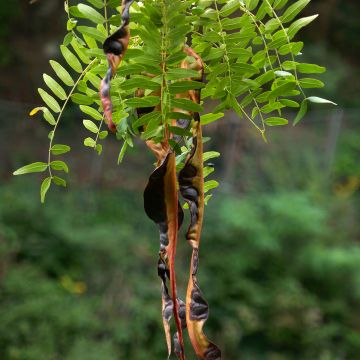 Semillas de Acacia de tres espinas inerme - Gleditsia triacanthos f. inermis Semillas de Acacia de tres espinas inerme - Gleditsia triacanthos f. inermis