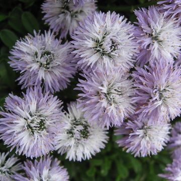 Globularia cordifolia - Coronilla de fraile