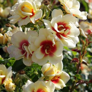 Rosal persica Glorious Babylon Eyes - Rosal tapizante