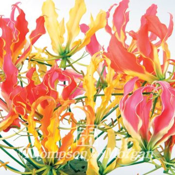 Gloriosa superba - Bandera española