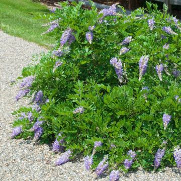 Wisteria macrostachya Aunt Dee - Glicina de Kentucky