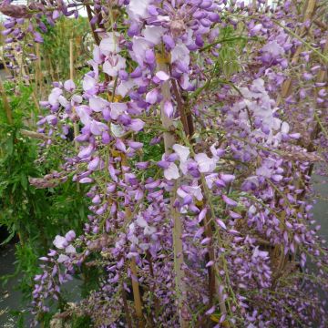 Wisteria sinensis Caroline - Glicinia