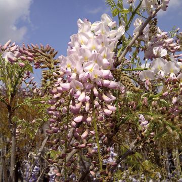 Wisteria brachybotrys Shiro-Beni - Glicinia