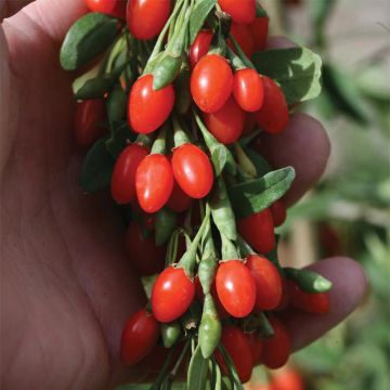 Goji Big Lifeberry