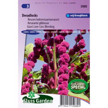 Amaranthus caudatus Dreadlocks