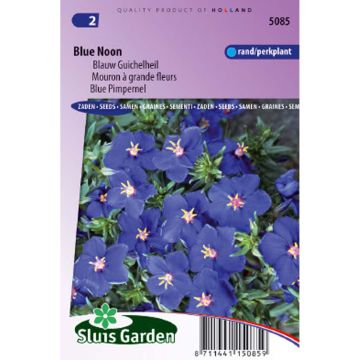 Anagallis monelli subsp linifolia Blue Noon