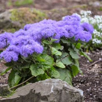 Ageratum houstonianum Blue Mink