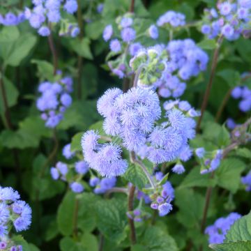 Ageratum houstonianum Bouquet Bleu (semillas)