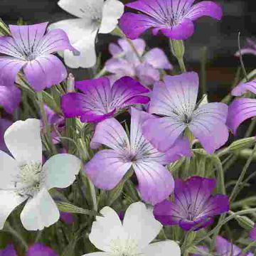 Agrostemma githagoa Queen Mix (semillas)