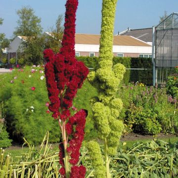 Amaranthus caudatus Fat Spike