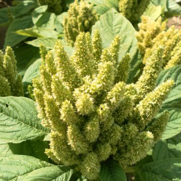 Amaranthus Green Thumb (semillas) - Amaranto 