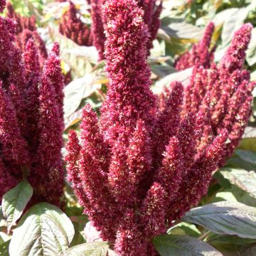 Amaranthus Pygmy Torch (semillas) - Amaranto