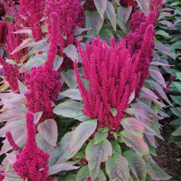 Semillas de Amaranthus cruentus Red Cathedral Semillas de Amaranthus cruentus Red Cathedral