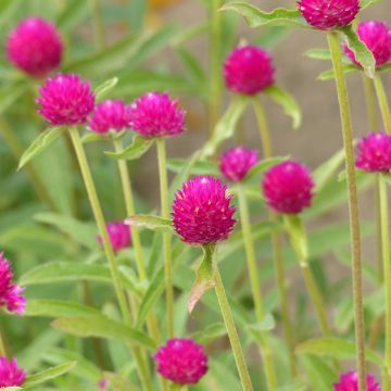 Semillas de Gomphrena haageana QIS Carmine