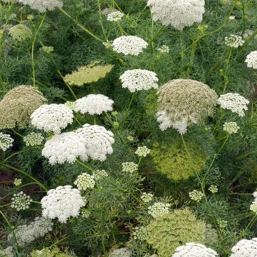 Ammi visnaga - Viznaga