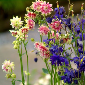 Aquilegia vulgaris Barlow Mixture (semillas) - Aguileña