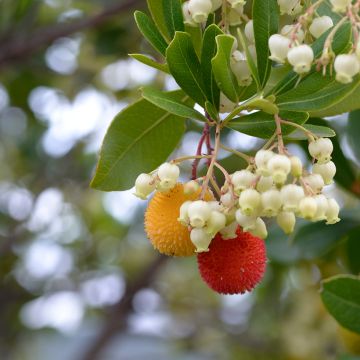 Semillas de Madroño - Arbutus unedo