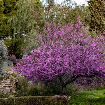 Semillas de Árbol del amor - Cercis siliquastrum