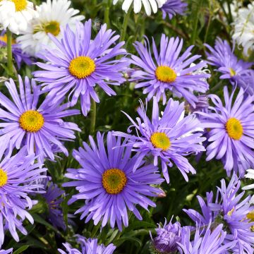 Aster alpinus Goliath (semillas) - Aster alpino