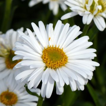 Aster alpinus White Beauty (semillas) - Aster alpino