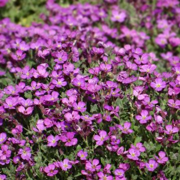 Aubrieta Leichtlinii rosa (semillas)