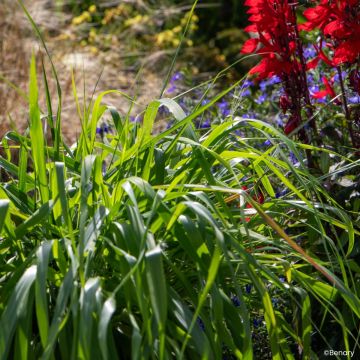 Semillas de Eragrostis spectabilis - Pasto de plumas