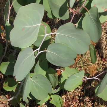 Eucalyptus polyanthemos (semillas)
