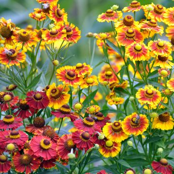 Helenium automnale Red & Gold Hybrids