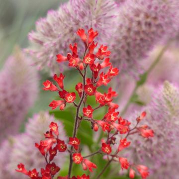 Heuchera sanguinea Vivid (semillas) - Coralito