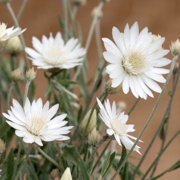 Semillas de Xeranthemum Superbissimum Album - Inmortal