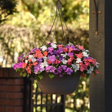 Semillas de Impatiens Beacon F1 Pearl Island Mix - Alegría de la casa