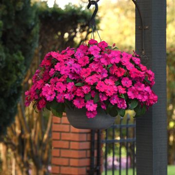 Semillas de Impatiens Solarscape Magenta Bliss - Alegría
