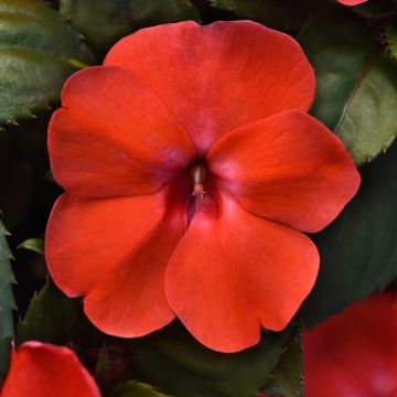 Semillas de Impatiens Solarscape Orange Burst - Alegría