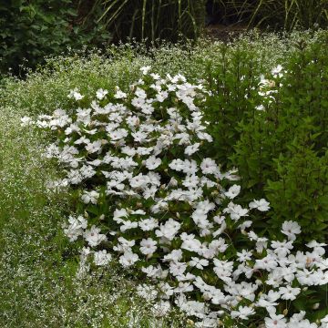 Semillas de Impatiens Solarscape White Pearl - Alegría