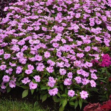 Semillas de Impatiens Solarscape XL Lilac Spark - Alegría