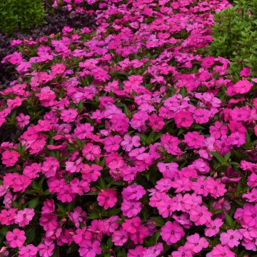 Semillas de Impatiens Solarscape XL Pink Jewel - Alegría
