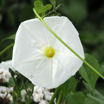 Ipomoea alba - Dama de Noche