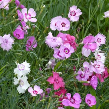 Clavel coronado Ipswich Pinks Mixed - Dianthus plumarius