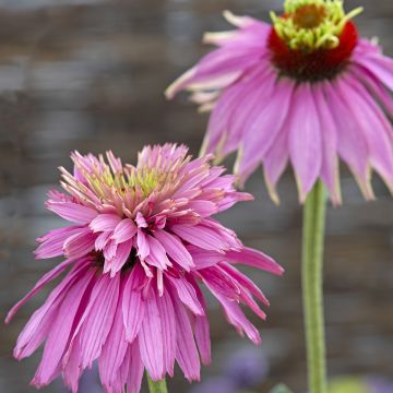 Echinacea purpurea Double Decker (semillas)
