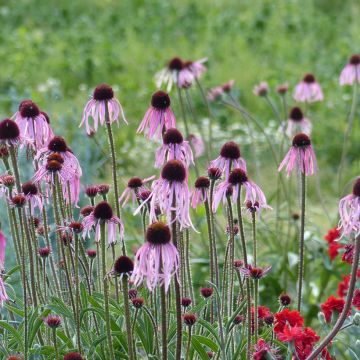 Echinacea pallida - Equinácea pálida (semillas)