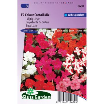 Impatiens walleriana Colour Cocktail - Alegría de la casa