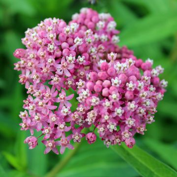 Semillas de Asclepias incarnata Rosa