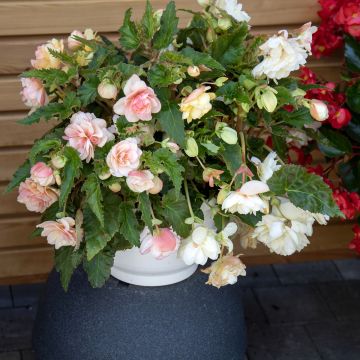 Semillas de Begonia tuberosas Nonstop Joy Peaches and Dreams