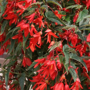 Begonia boliviensis Copacabana F1 Red (Semillas recubiertas)