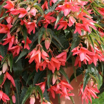 Begonia boliviensis Copacabana F1 Salmon (Semillas recubiertas)