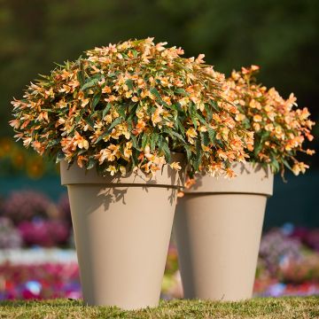 Begonia boliviensis Copacabana F1 Tricolour (Semillas recubiertas)