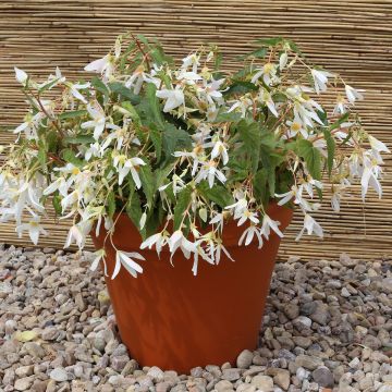 Begonia boliviensis Copacabana F1 White (Semillas recubiertas)