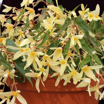 Begonia boliviensis Copacabana F1 Yellow (Semillas recubiertas)