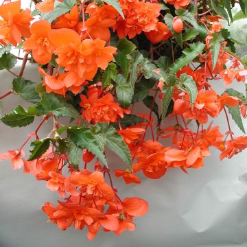 Begonia pendula Chanson F1 Salmon (Semillas recubiertas)